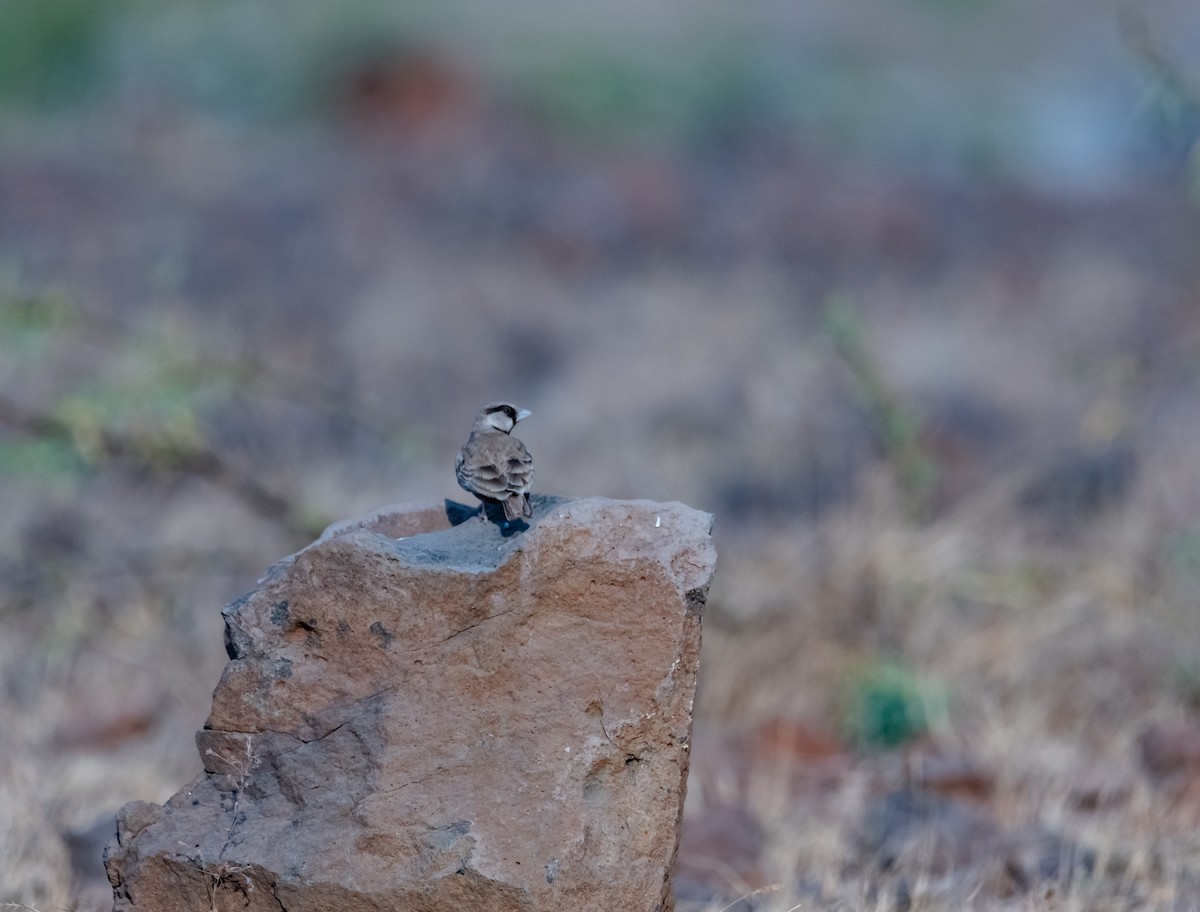 Ashy-crowned Sparrow-Lark - ML618014472