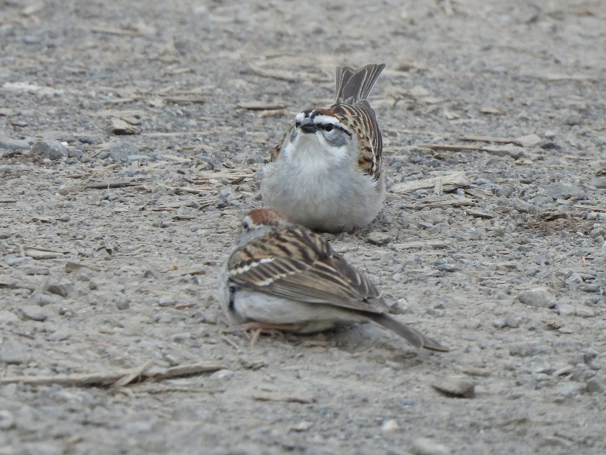 Chipping Sparrow - Nancy VanCott