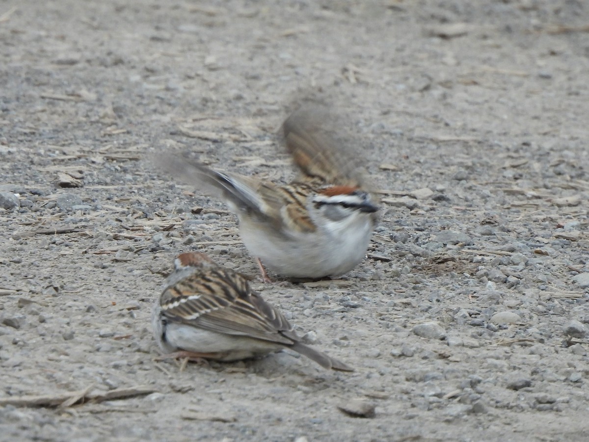Chipping Sparrow - ML618014486