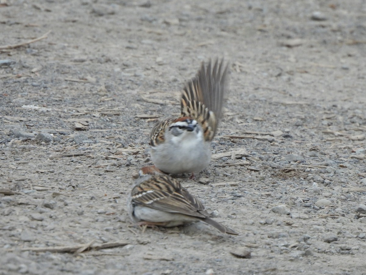 Chipping Sparrow - ML618014487