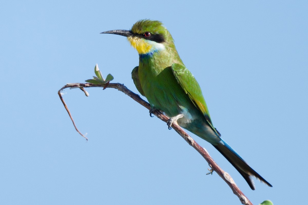 Swallow-tailed Bee-eater - ML618014491