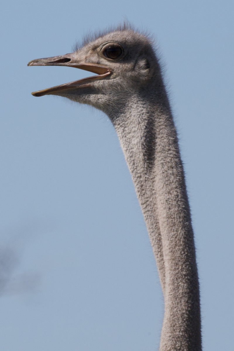 Common Ostrich - Steve Bell