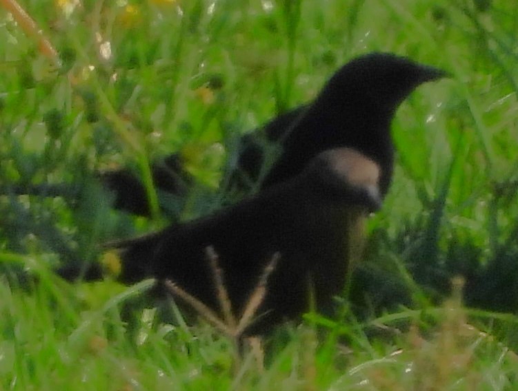 blackbird sp. - ML618014515