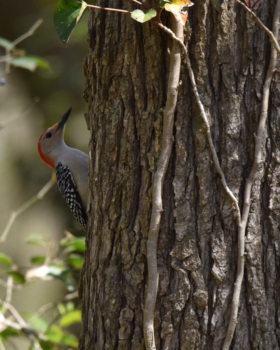 Red-bellied Woodpecker - ML618014554