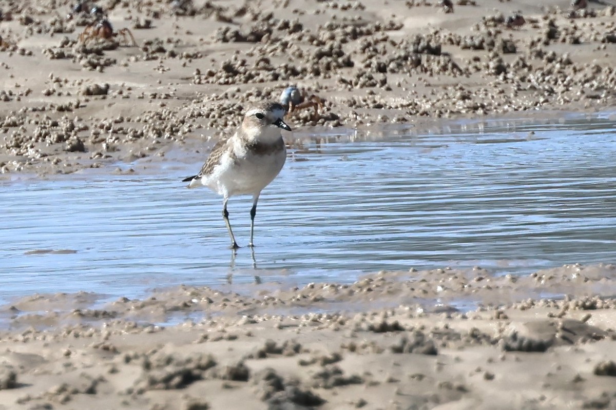 Double-banded Plover - ML618014565