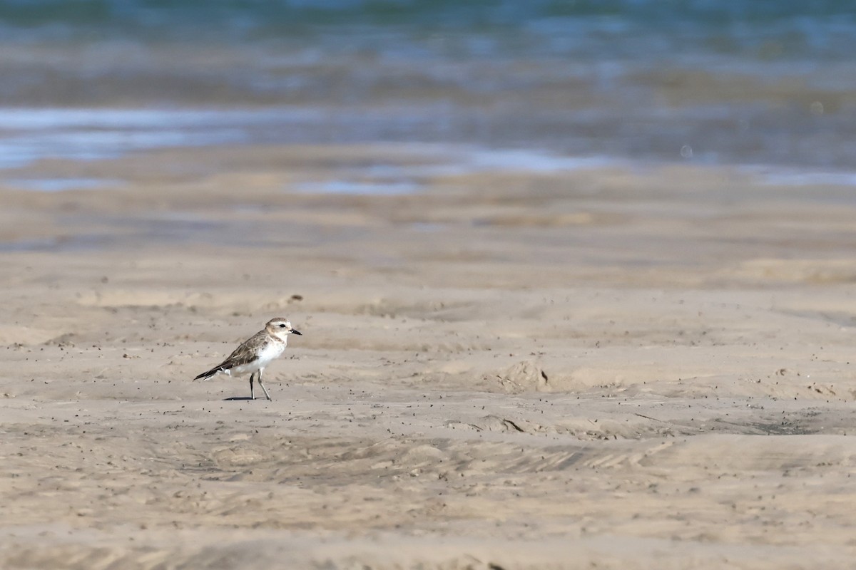Double-banded Plover - ML618014566