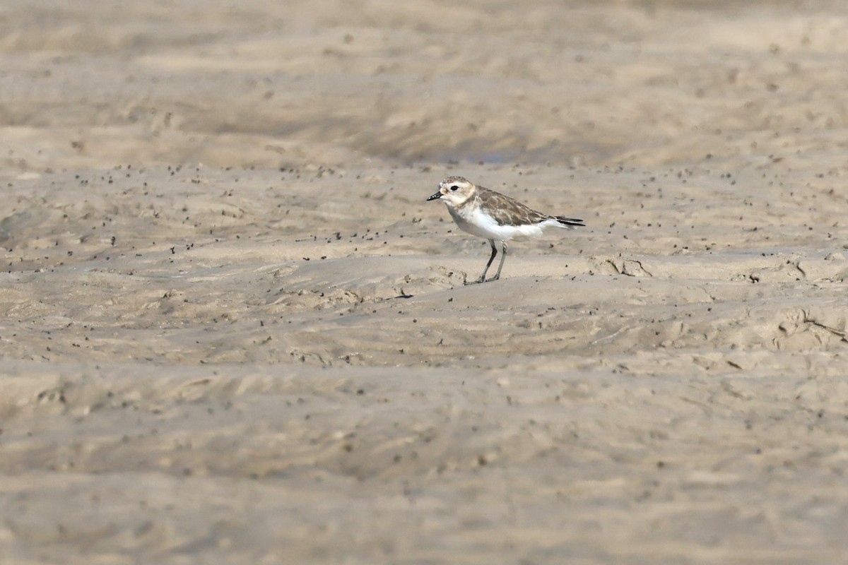Double-banded Plover - Mark and Angela McCaffrey