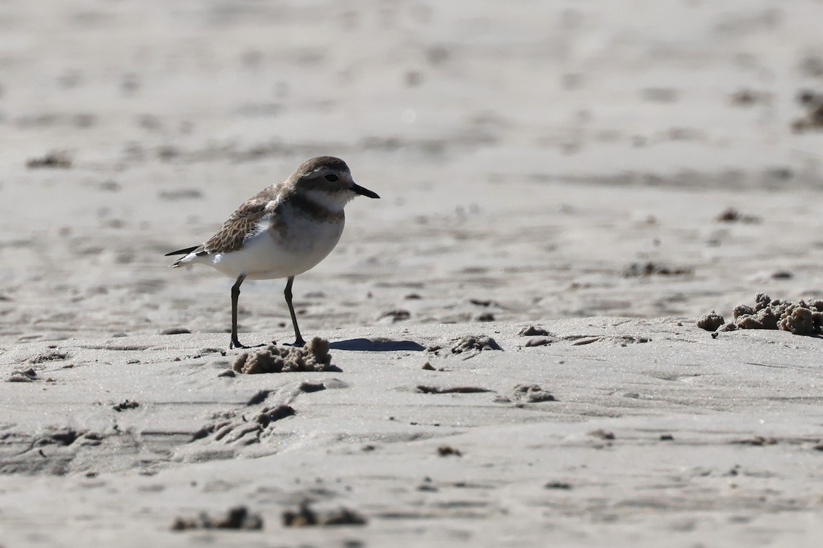 Double-banded Plover - ML618014568