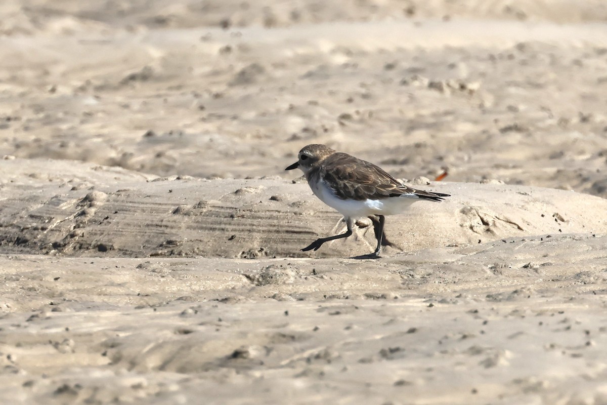 Double-banded Plover - ML618014569