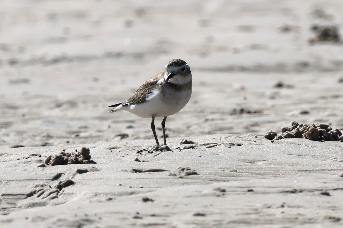 Double-banded Plover - ML618014570