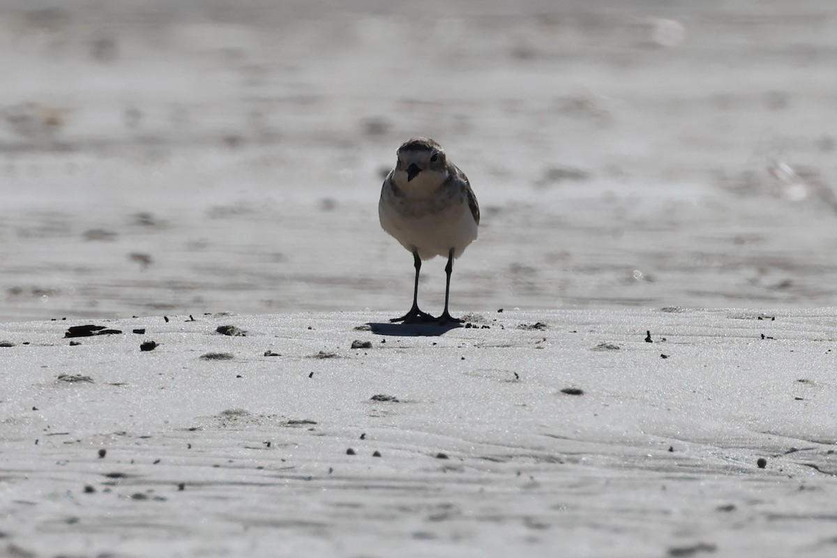 Double-banded Plover - ML618014571