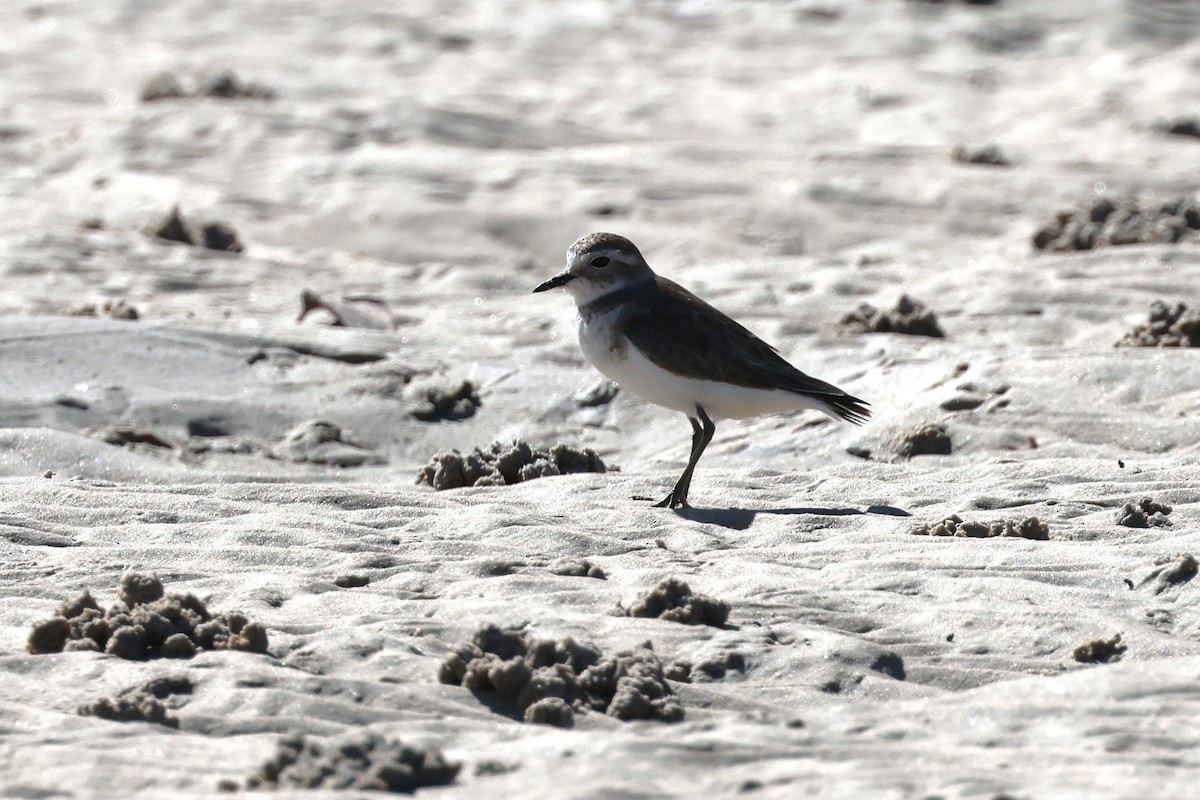 Double-banded Plover - ML618014572