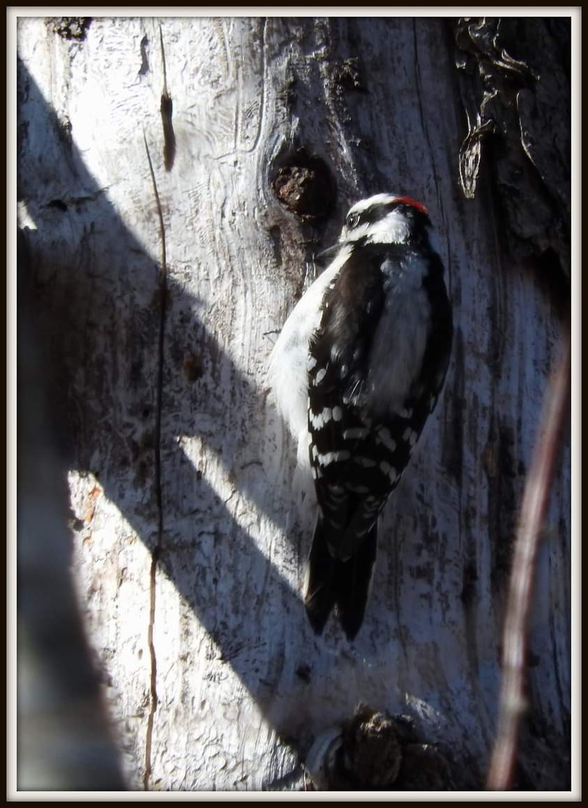 Downy Woodpecker - ML618014580