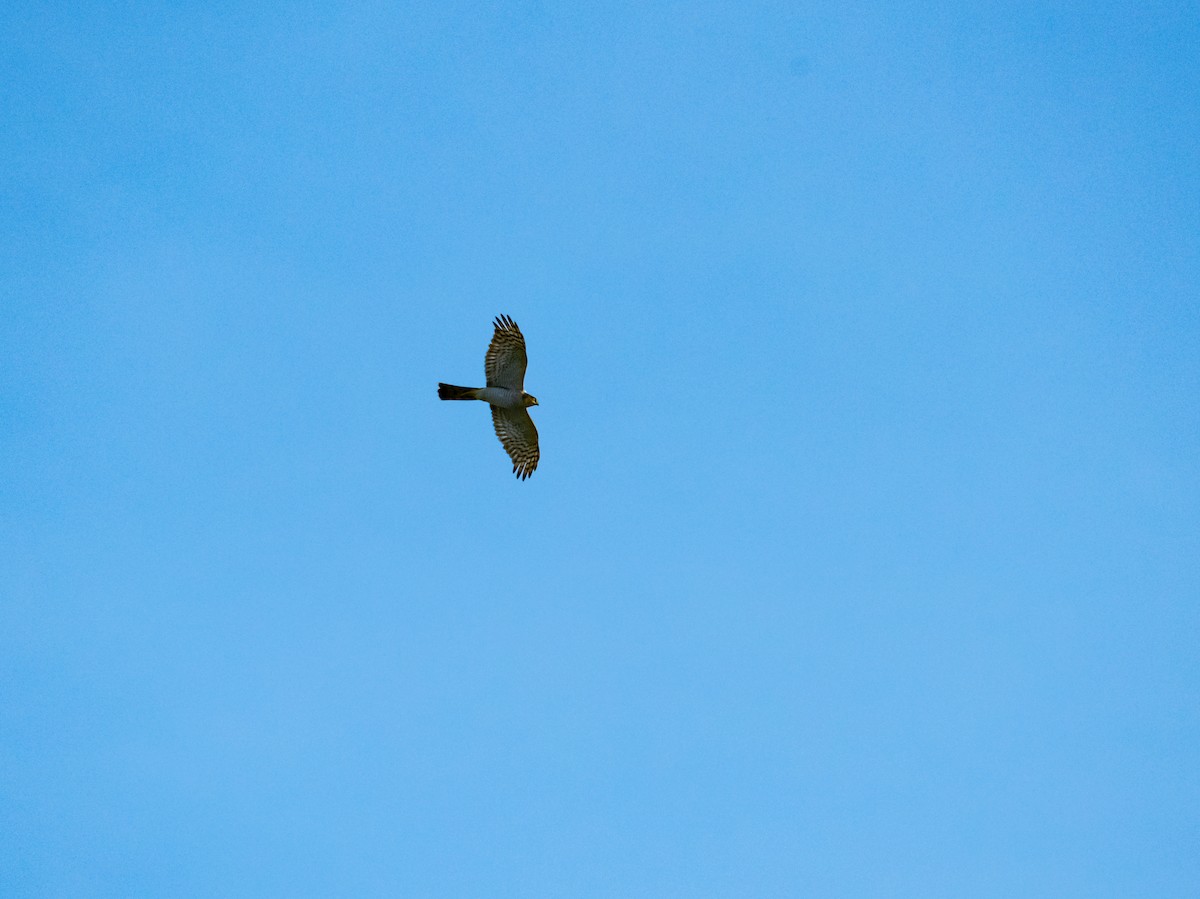 Eurasian Sparrowhawk - ML618014614