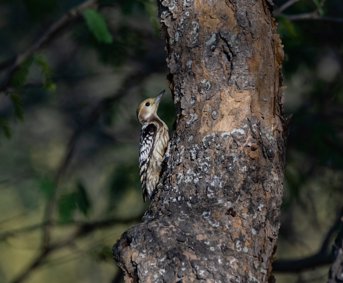 Yellow-crowned Woodpecker - ML618014638
