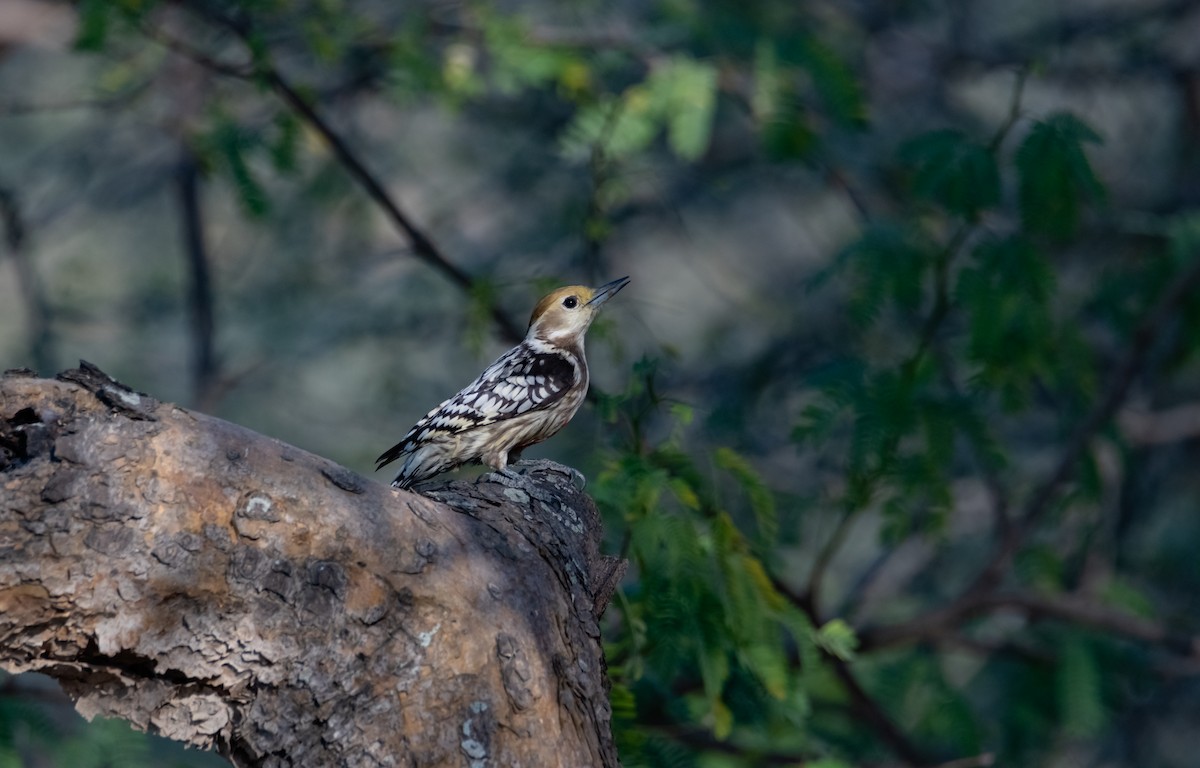 Yellow-crowned Woodpecker - Arun Raghuraman