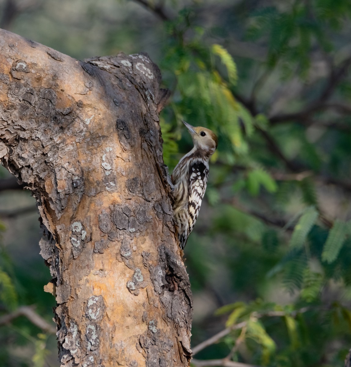 Yellow-crowned Woodpecker - ML618014640