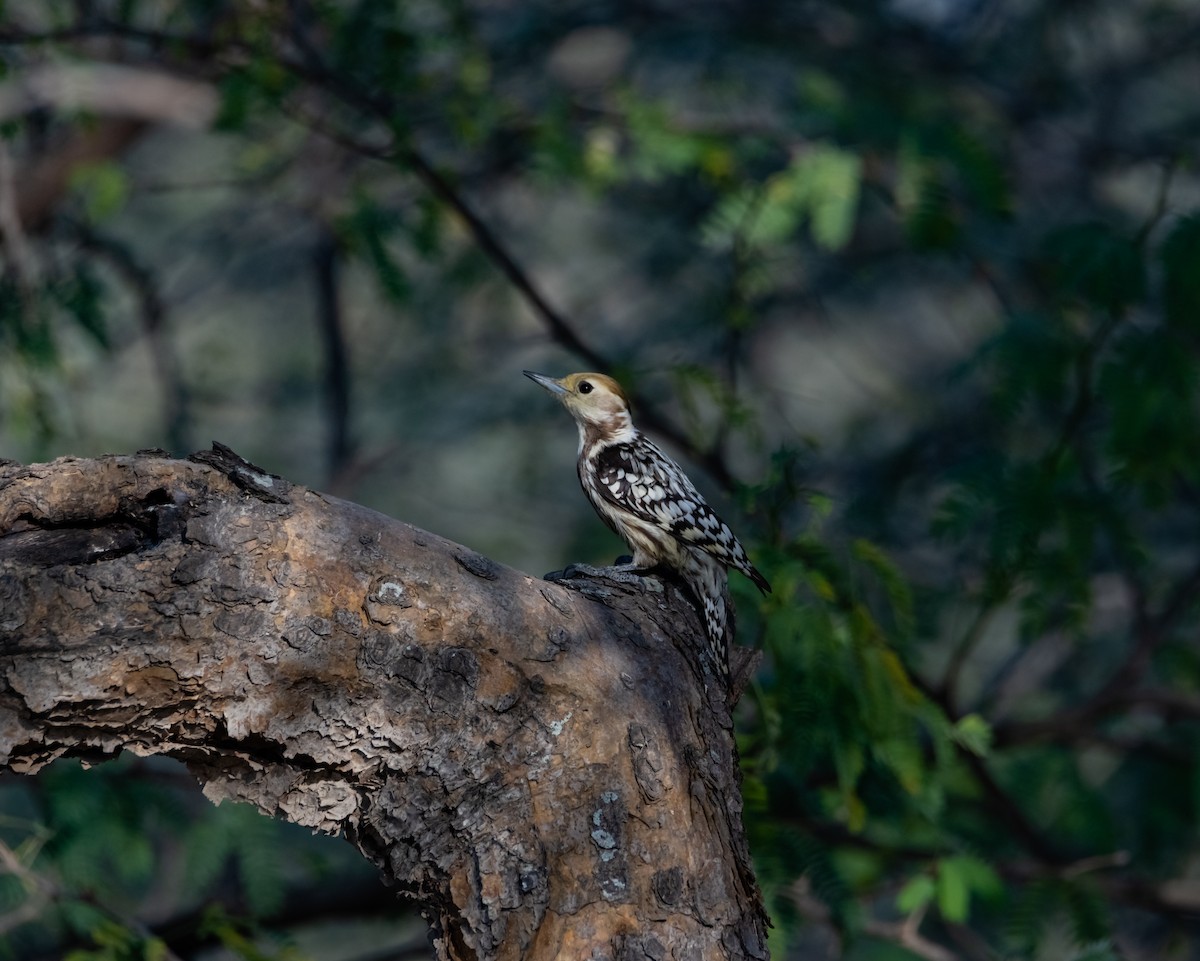 Yellow-crowned Woodpecker - ML618014641