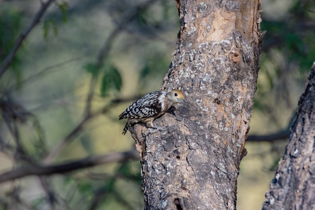 Yellow-crowned Woodpecker - ML618014642