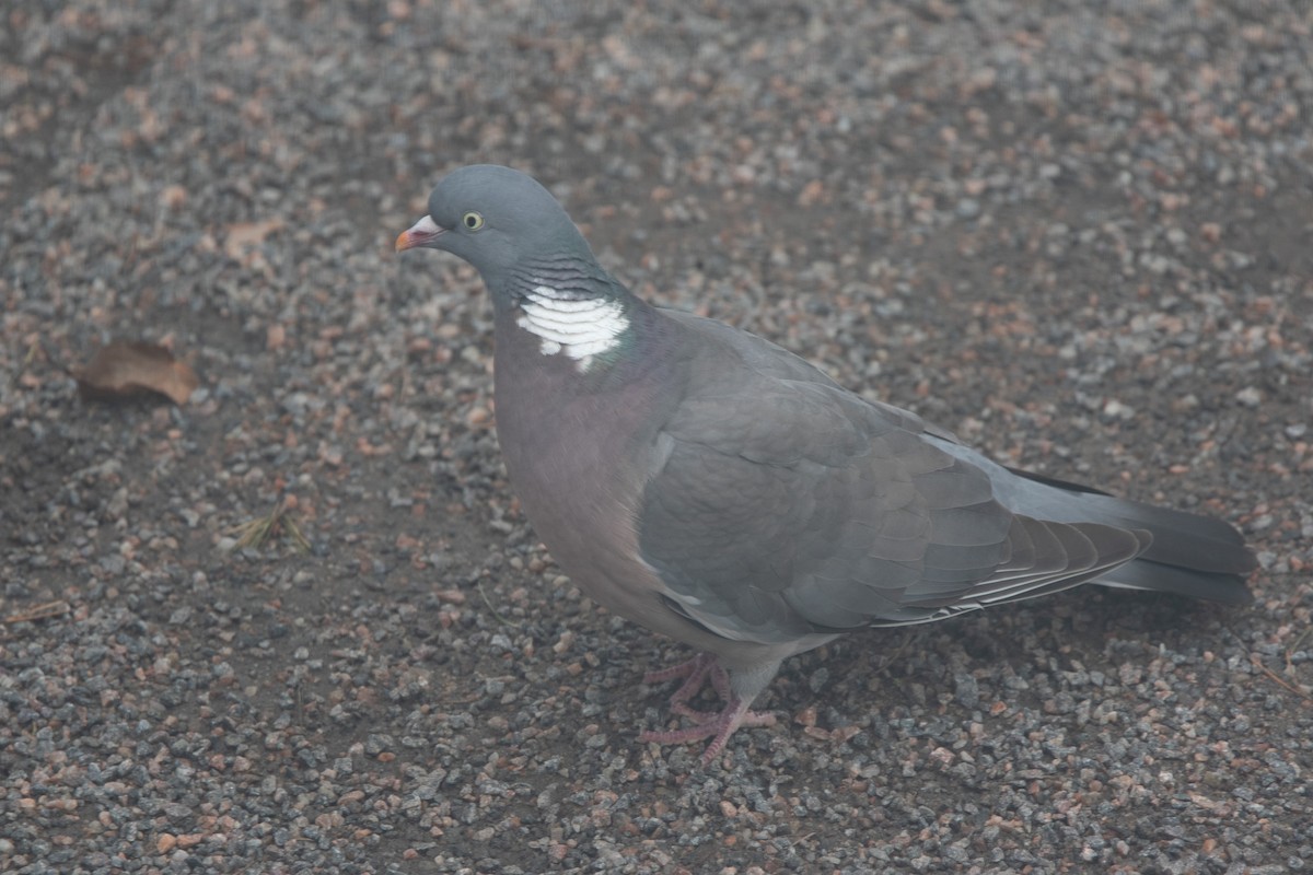 Common Wood-Pigeon - ML618014662