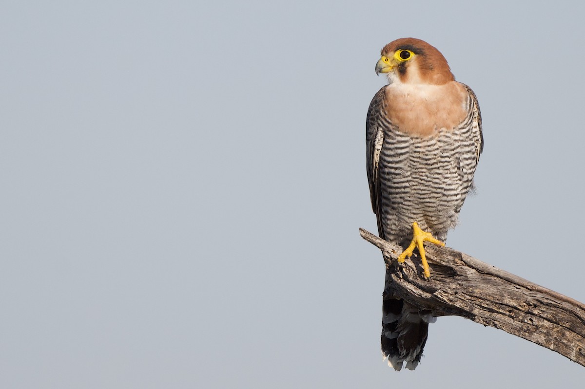 Red-necked Falcon - Steve Bell