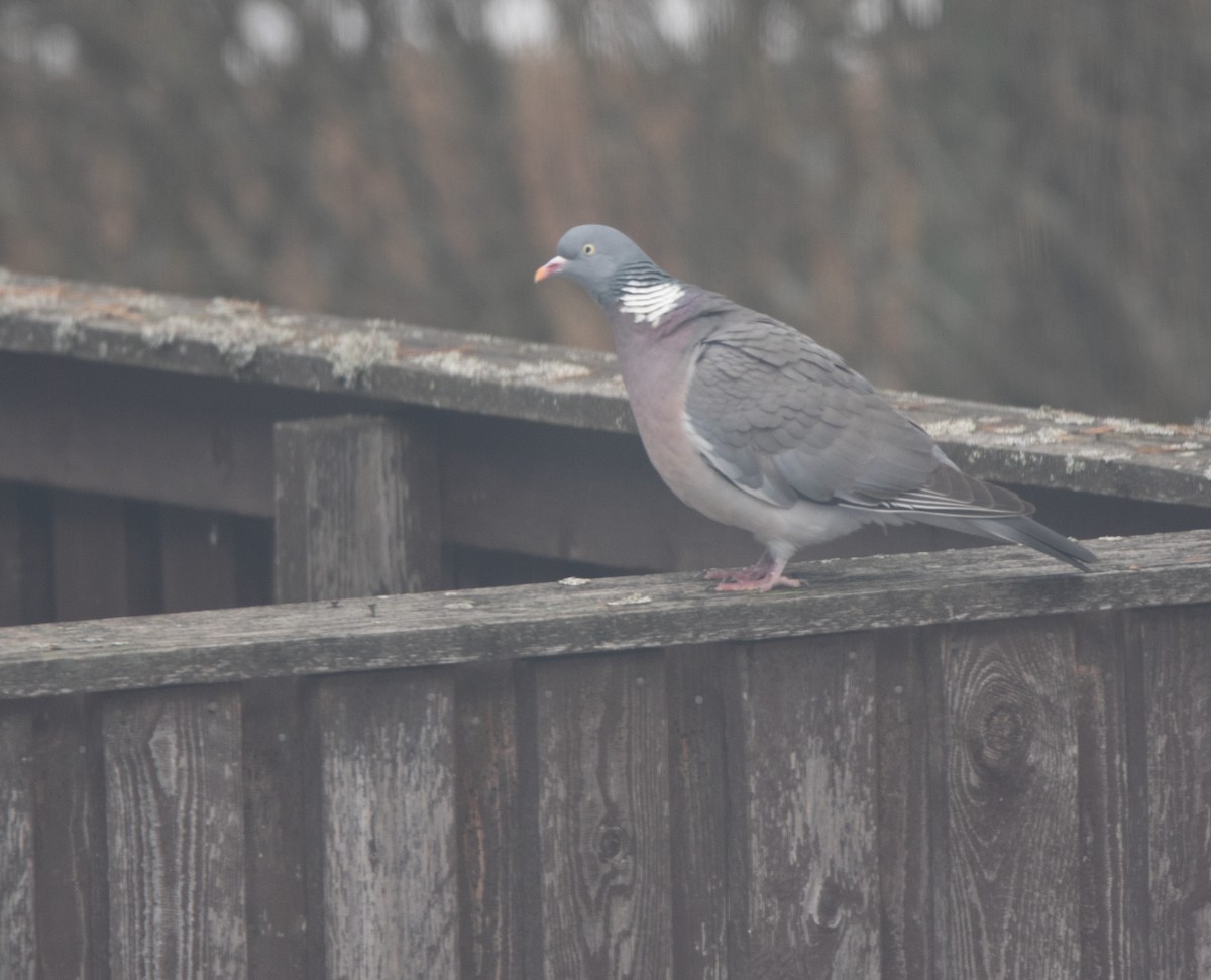 Common Wood-Pigeon - ML618014672