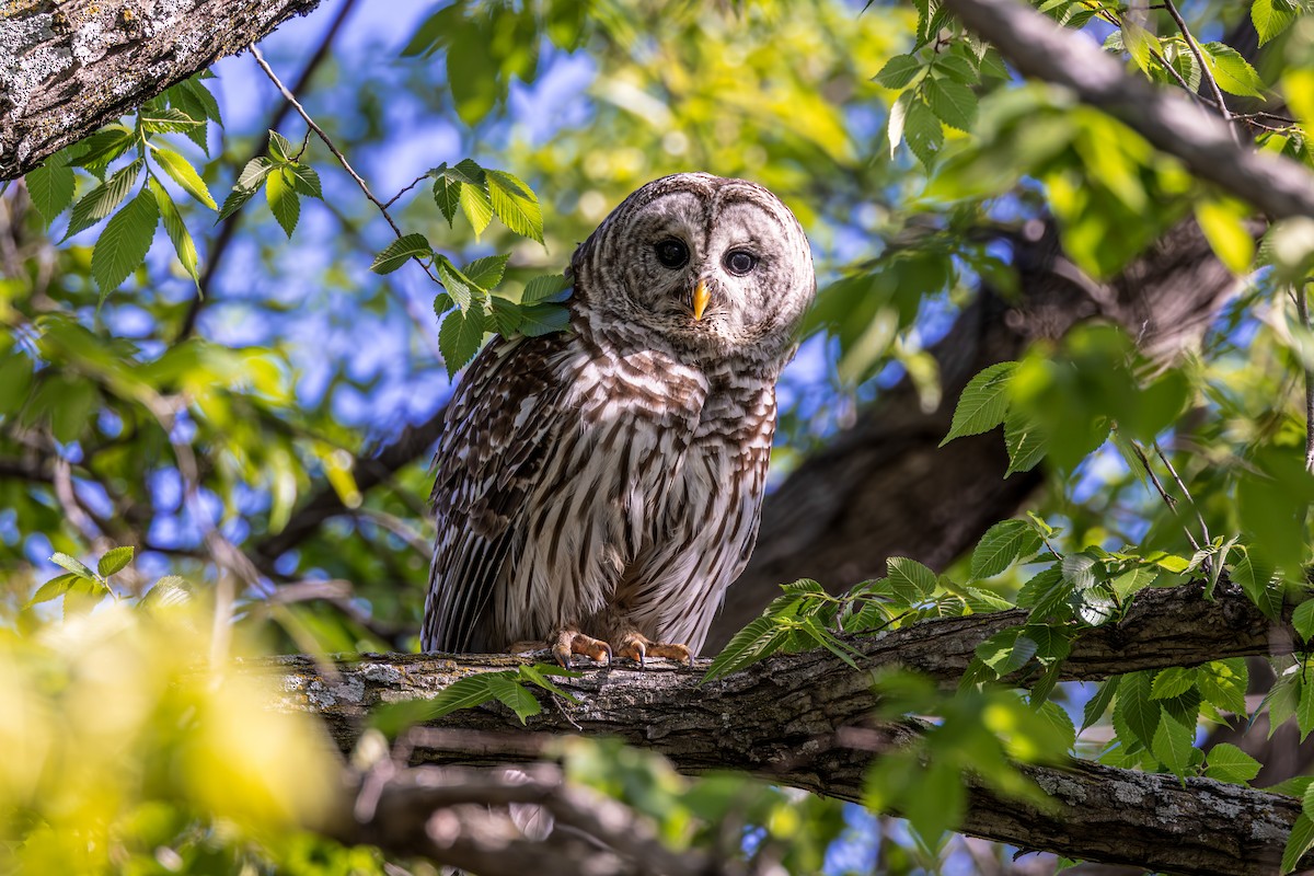 Barred Owl - ML618014706