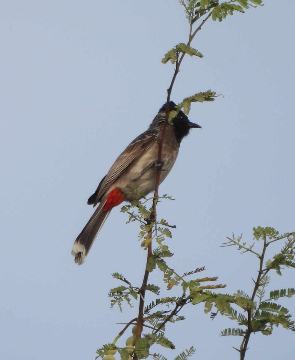 Red-vented Bulbul - ML618014715