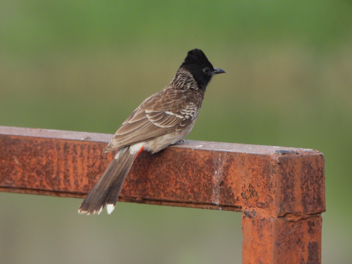 Red-vented Bulbul - ML618014716