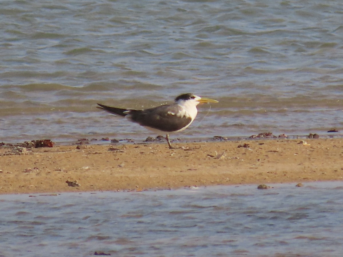 Great Crested Tern - ML618014719