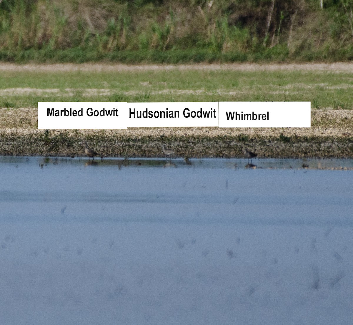 Hudsonian Godwit - ML618014738