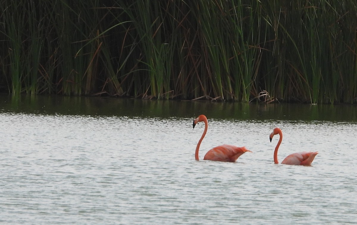 American Flamingo - Cisca  Rusch