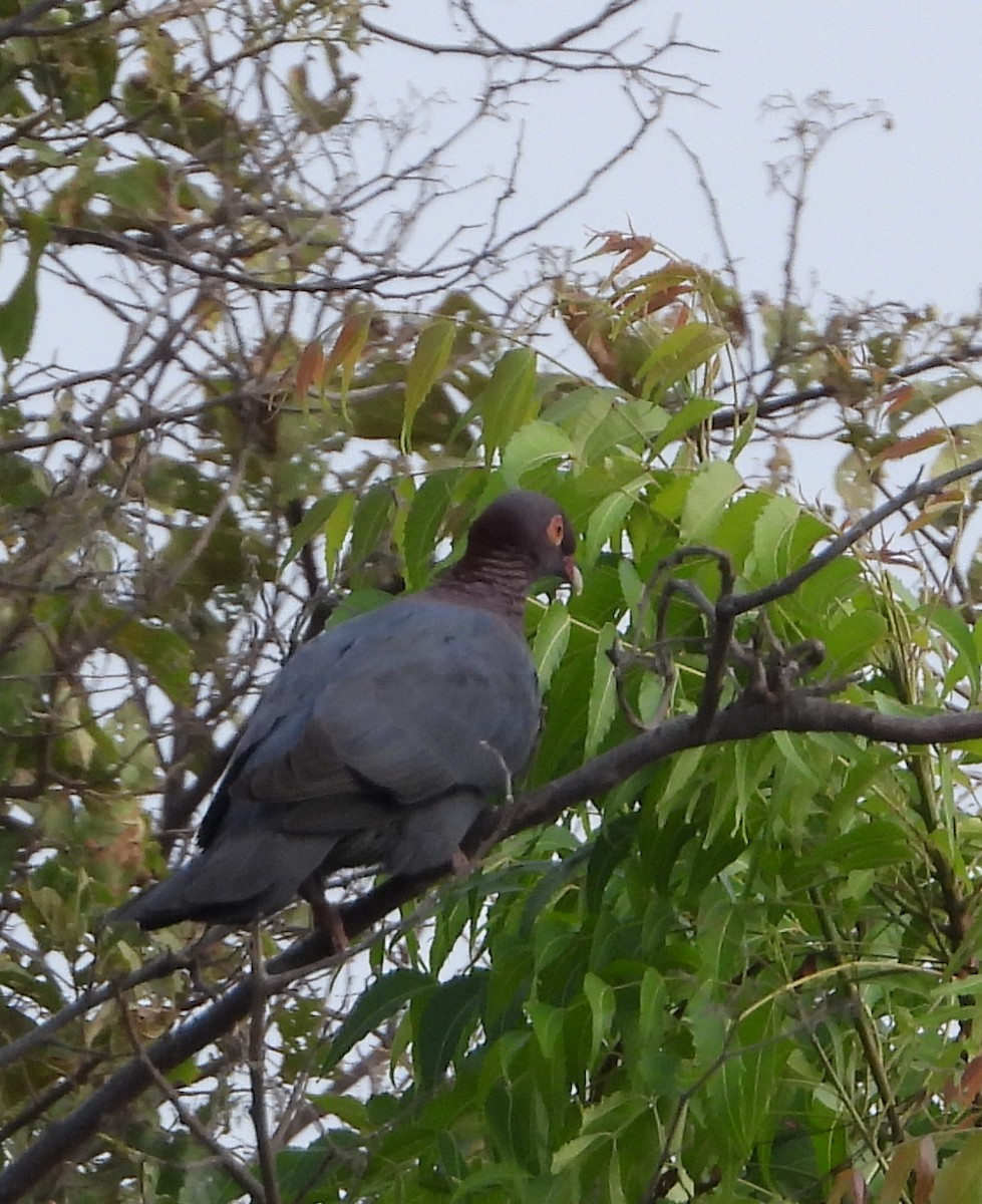 Scaly-naped Pigeon - ML618014796