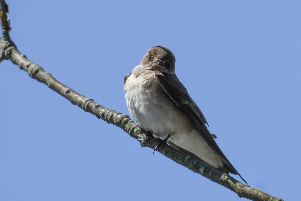 Northern Rough-winged Swallow - ML618014797