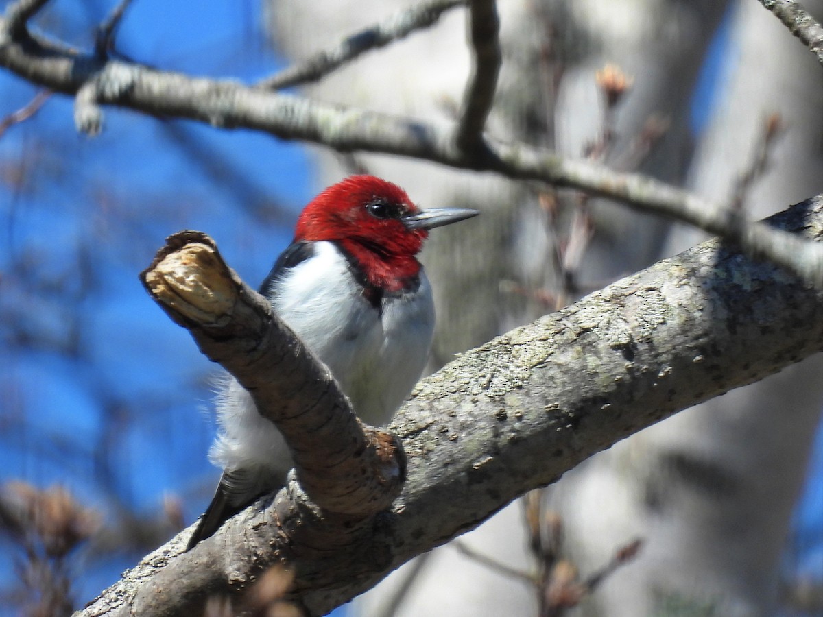 Red-headed Woodpecker - ML618014829