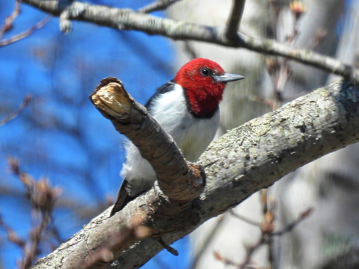 Red-headed Woodpecker - ML618014832