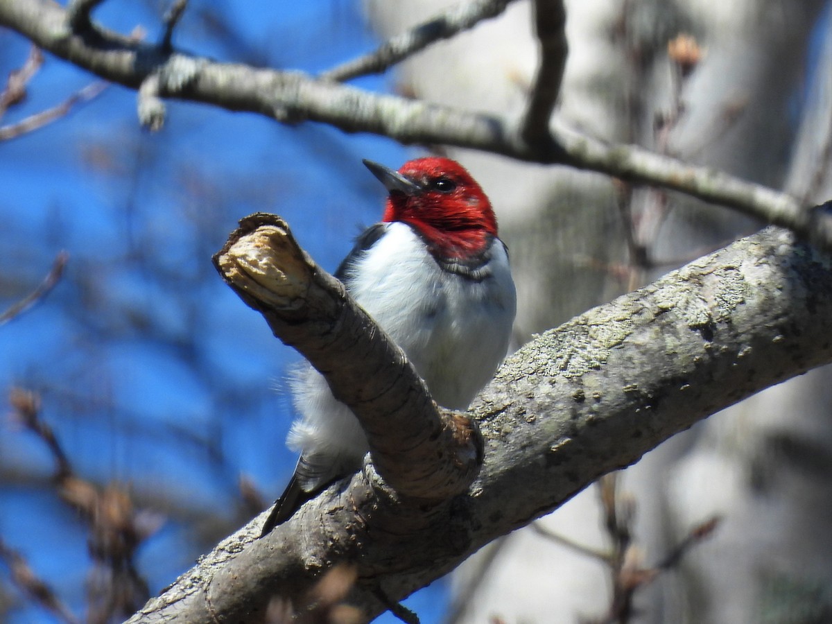 Red-headed Woodpecker - ML618014834