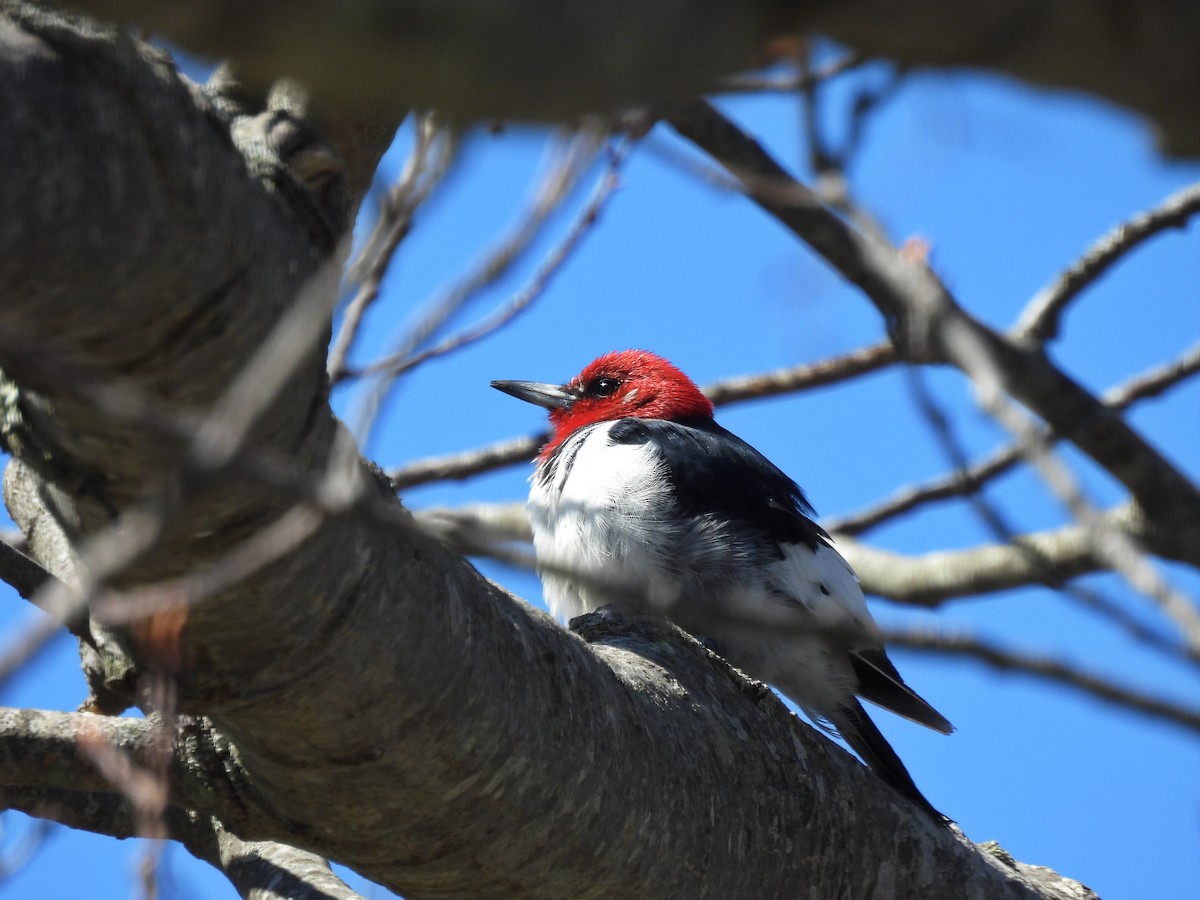 Red-headed Woodpecker - ML618014835