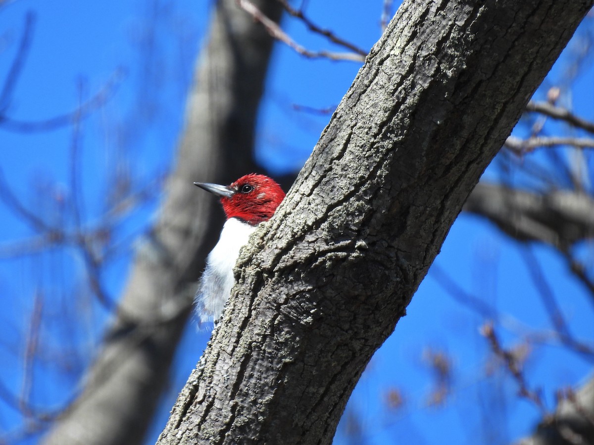 Red-headed Woodpecker - ML618014836