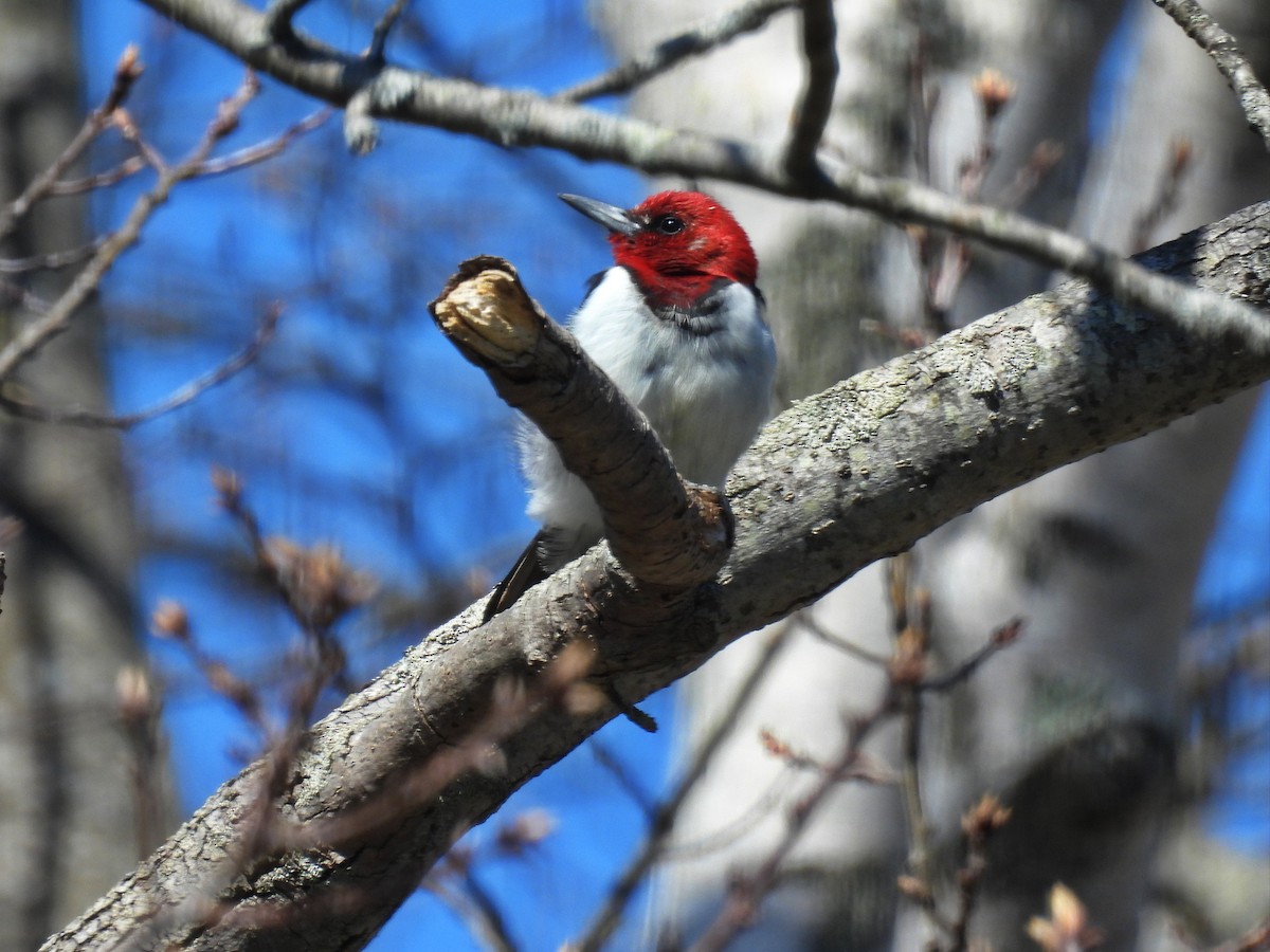 Red-headed Woodpecker - ML618014837