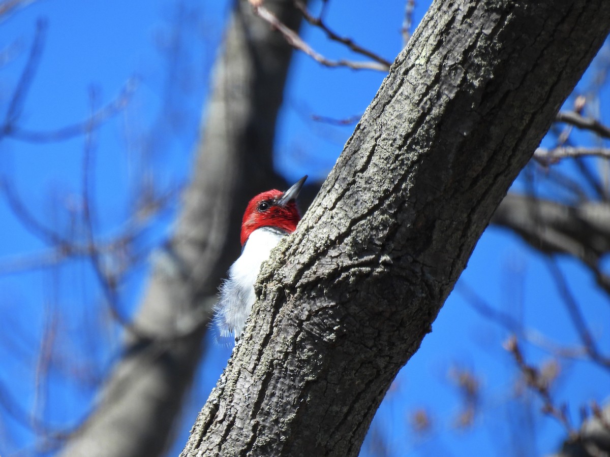 Red-headed Woodpecker - ML618014838