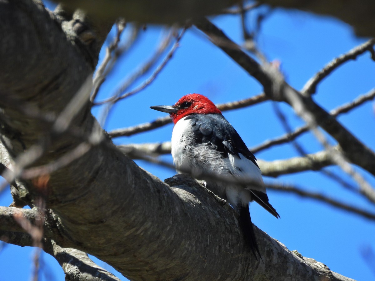 Red-headed Woodpecker - ML618014839