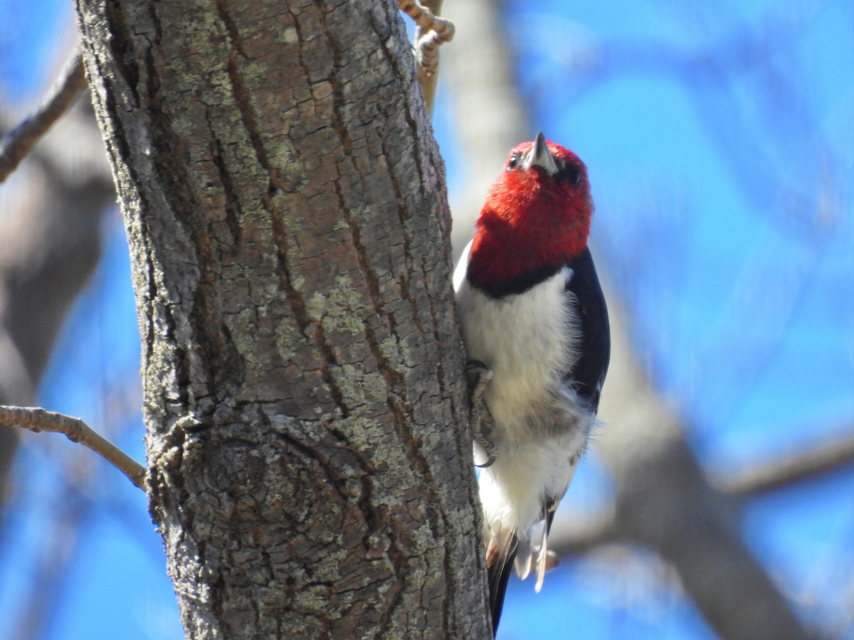 Red-headed Woodpecker - ML618014840
