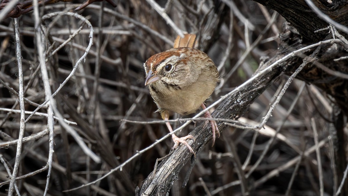 Rufous-crowned Sparrow - ML618014841