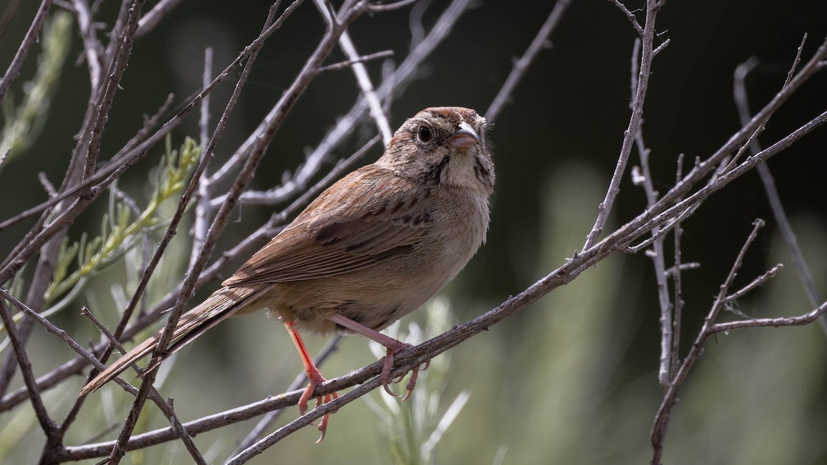 Rufous-crowned Sparrow - Jim Gain