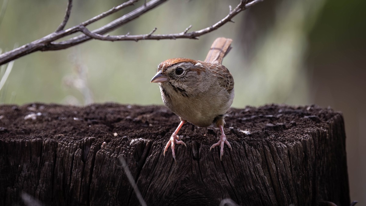 Rufous-crowned Sparrow - ML618014844