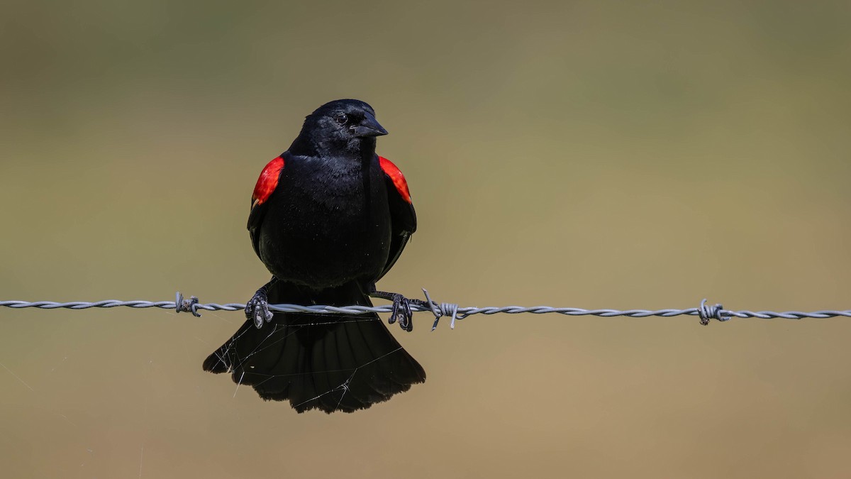 Red-winged Blackbird - Jim Gain