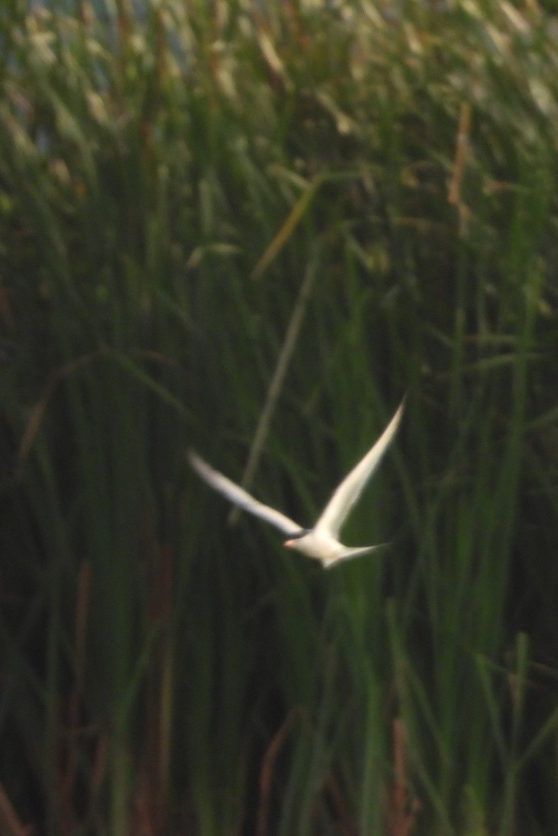 Common Tern - ML618014869