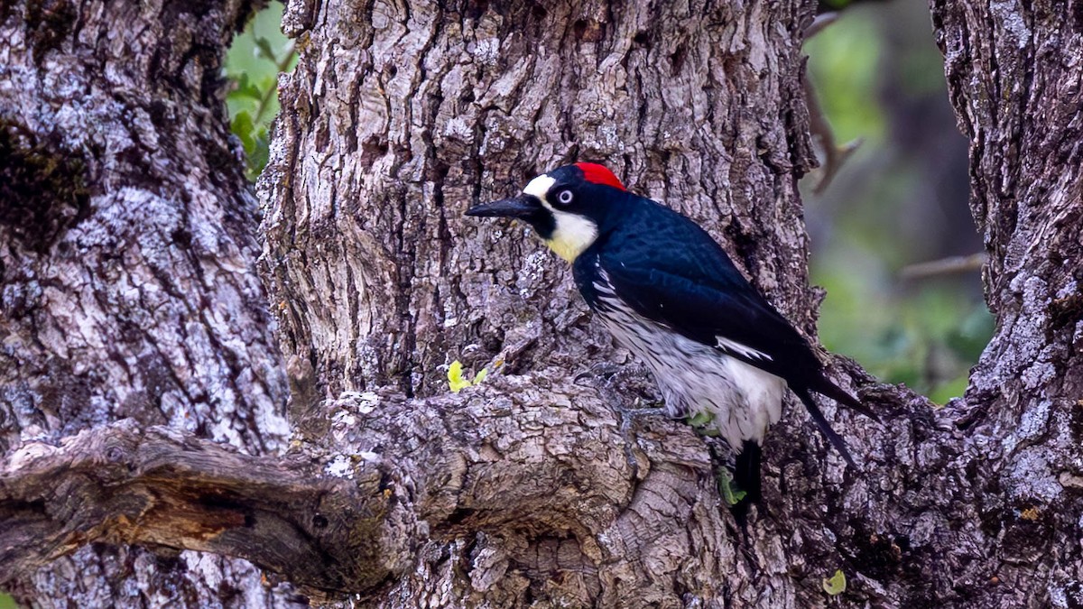 Acorn Woodpecker - Jim Gain