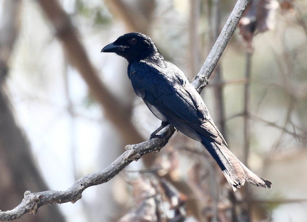 Crow-billed Drongo - Mark  Hogarth